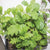 Wonder Wok Pelleted Mesclun Seeds