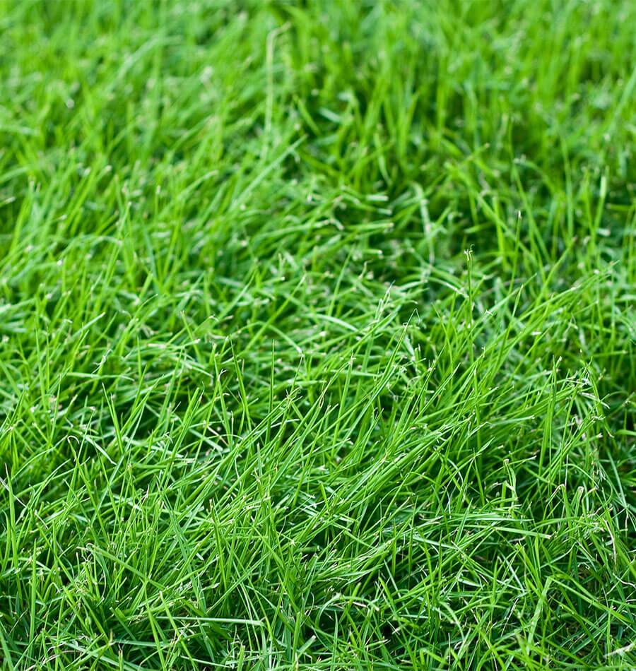Tall Fescue - Main Image