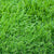 Tall Fescue, Turf Type