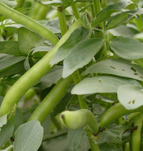 Fava Beans