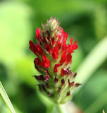 Crimson Clover cover crop seeds