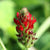 Crimson Clover cover crop seeds
