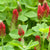 Crimson Clover