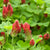 Crimson Clover