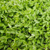 Winter Field Peas