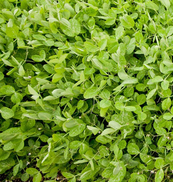 Winter Field Peas