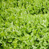 Winter Field Peas