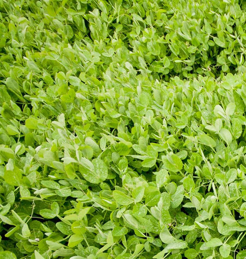 Winter Field Peas
