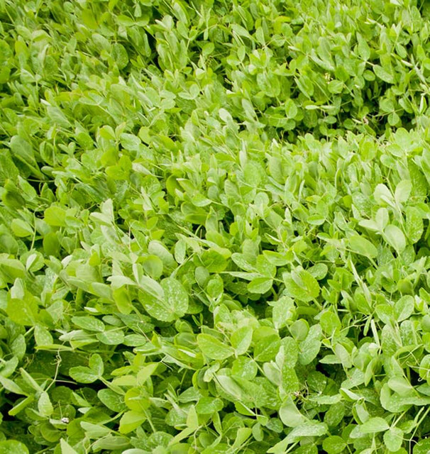 Winter Field Peas