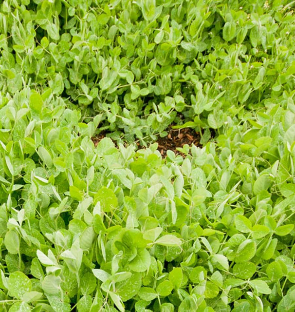 Winter Field Peas