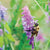 Hairy Vetch