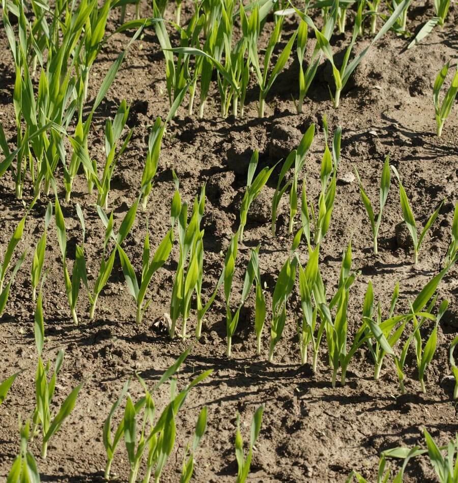 Young Rye Seed
