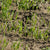 Planting Fall Rye Cover Crop Seeds