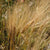 Barley