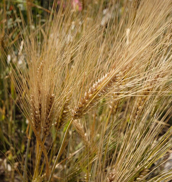 Barley
