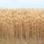 Barley