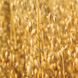 Oats