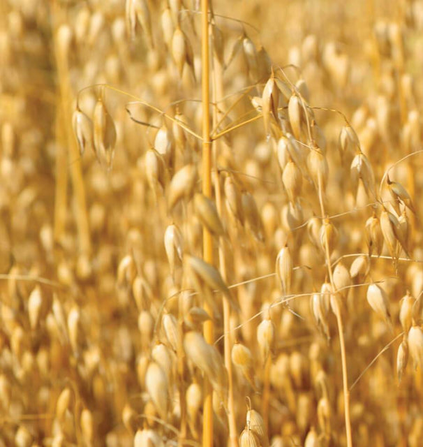 Oats