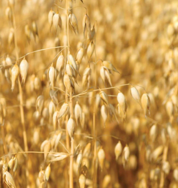 Oats