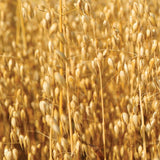 Oats in Companion Planting