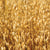 Oats in Companion Planting