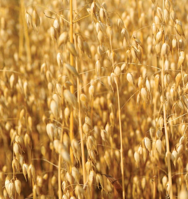 Oats in Companion Planting