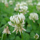 White Dutch Clover