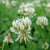 White Dutch Clover