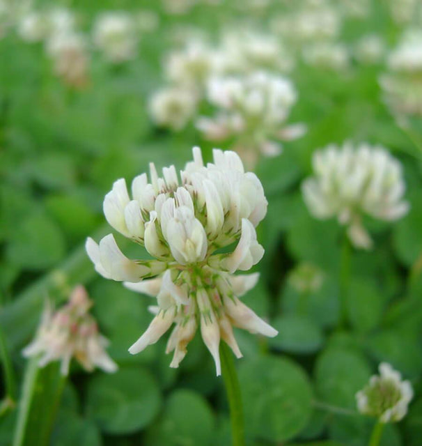 White Dutch Clover