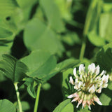 White Dutch Clover