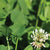 White Dutch Clover