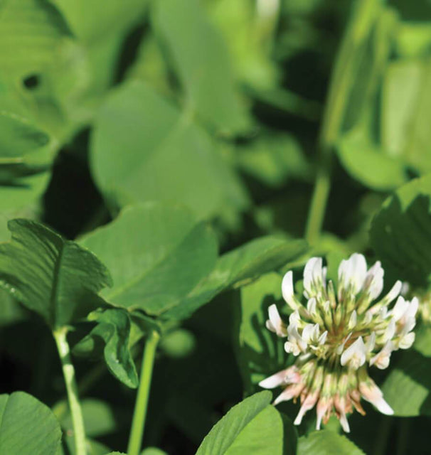 White Dutch Clover