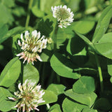 White Dutch Clover