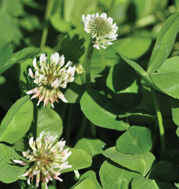 White Dutch Clover