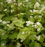 Buckwheat as a Companion Plant