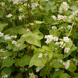 Buckwheat as a Companion Plant