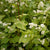 Buckwheat as a Companion Plant