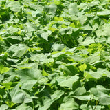 Buckwheat