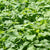 Buckwheat