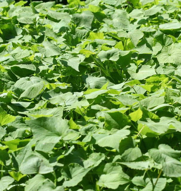 Buckwheat