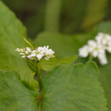 Buckwheat