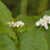 Buckwheat