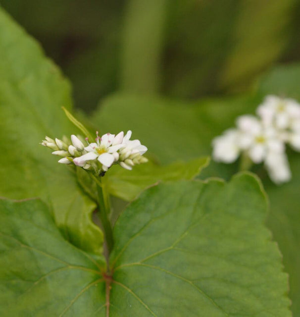 Buckwheat