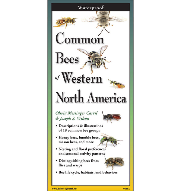 Common Bees of Western North America