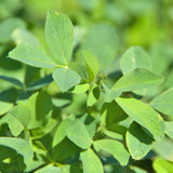 Alfalfa Meal Soil Amendment ZFL316