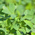 Alfalfa Meal Soil Amendment ZFL316