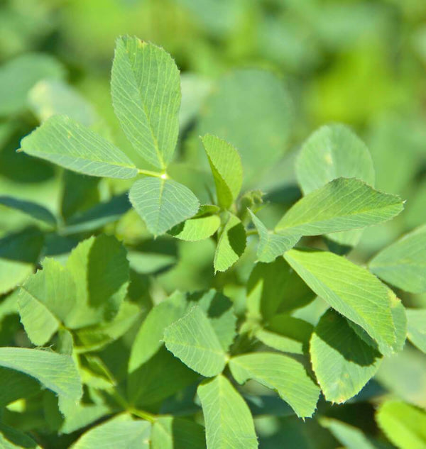 Alfalfa Meal Soil Amendment West Coast Seeds