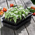 Grow Ease Starter Kit 24 Cell