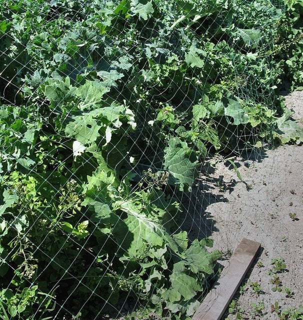 garden seed netting Green Garden Netting 6x12' – West Coast Seeds