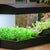 LED Growlight Garden